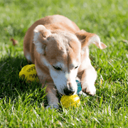 Balle Dentaire DentaPlay pour Chiens